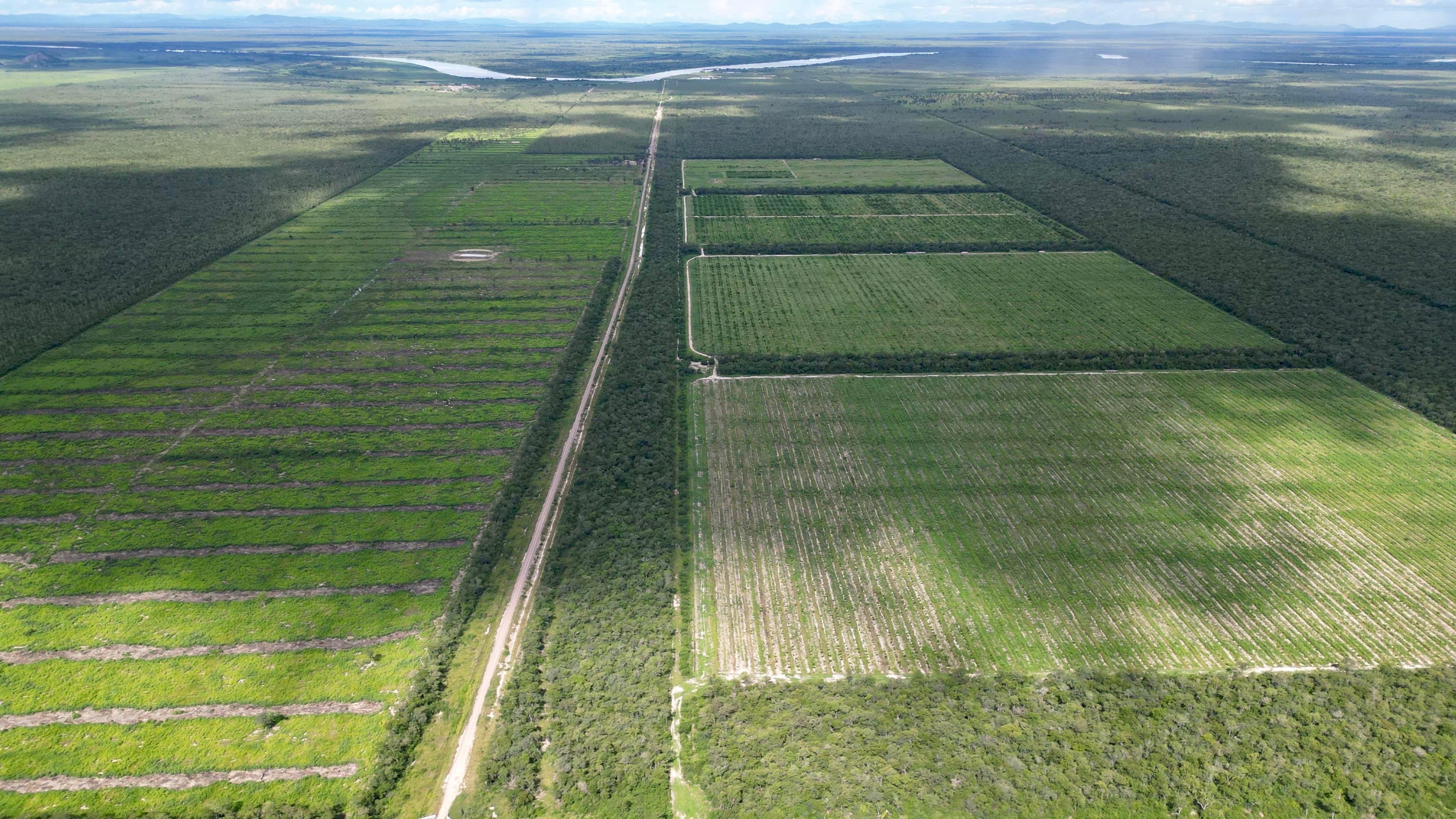Vista aérea de plantaciones